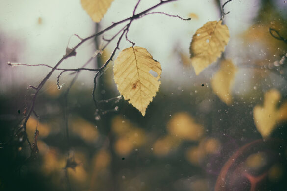 autumn